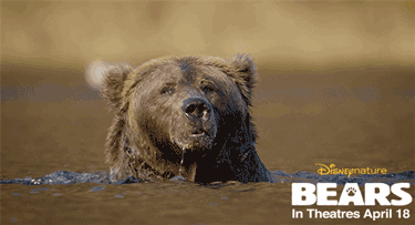 Bears_Hot Tub