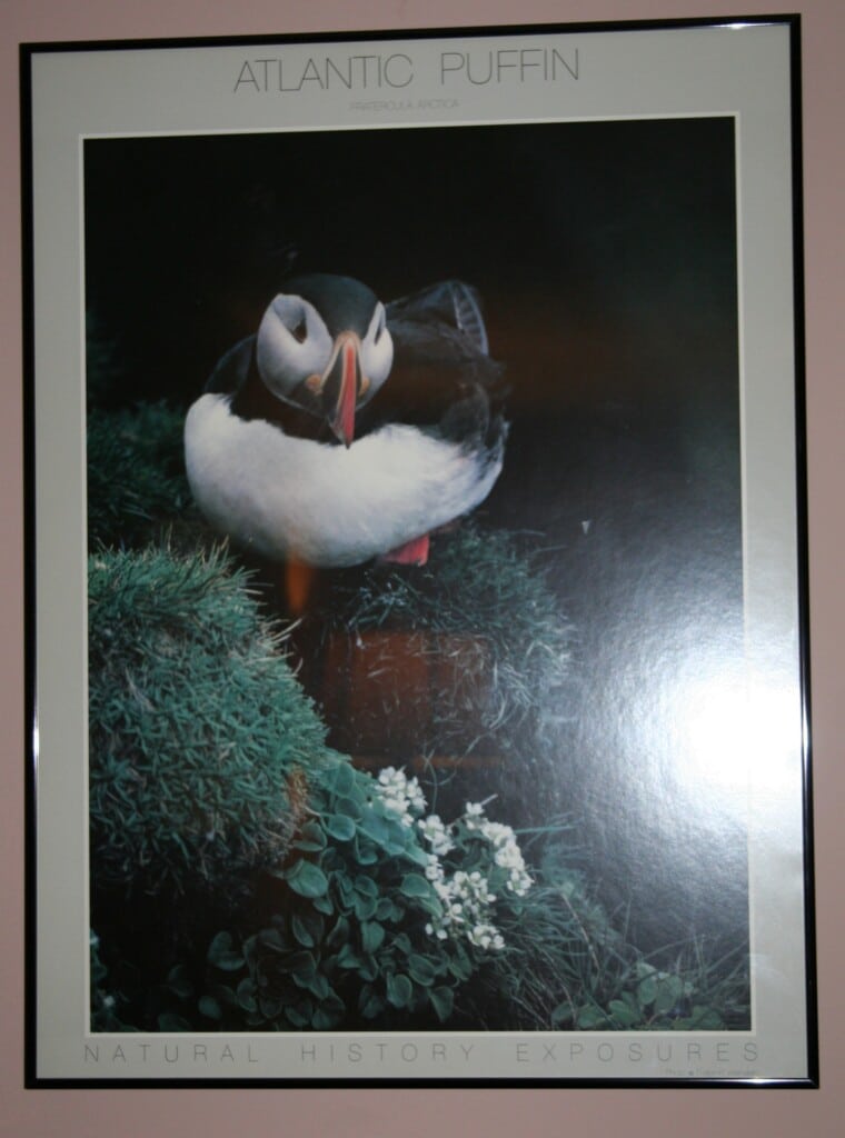 Framed Puffin Photo