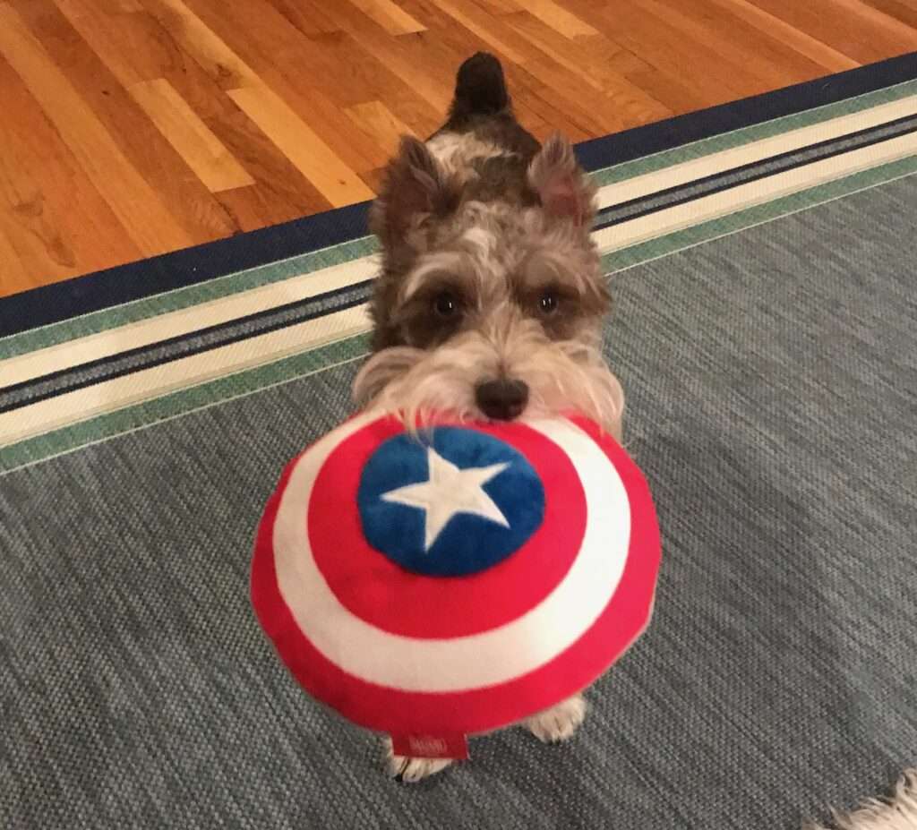 Puppy with Captain America shield