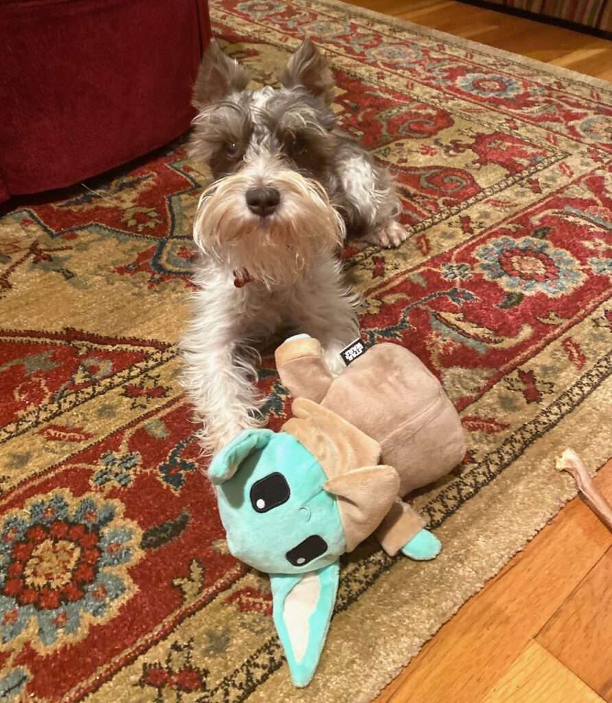 Puppy with Star Wars dog toy