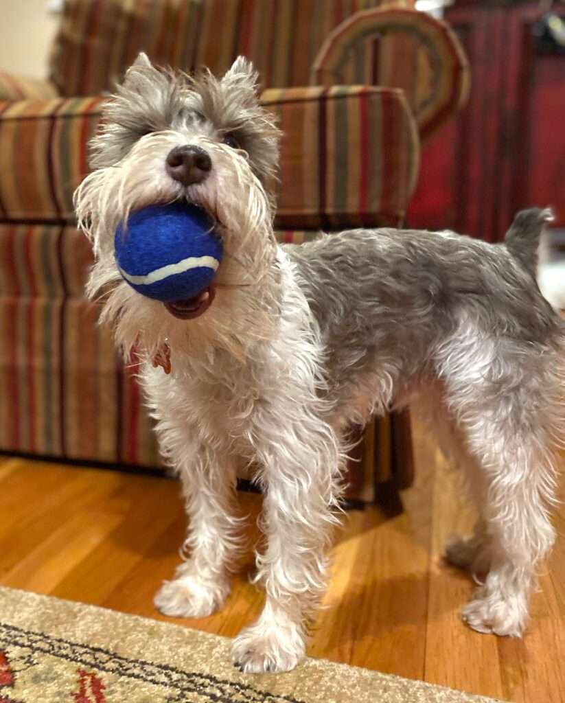 Puppy with ball in his mouth