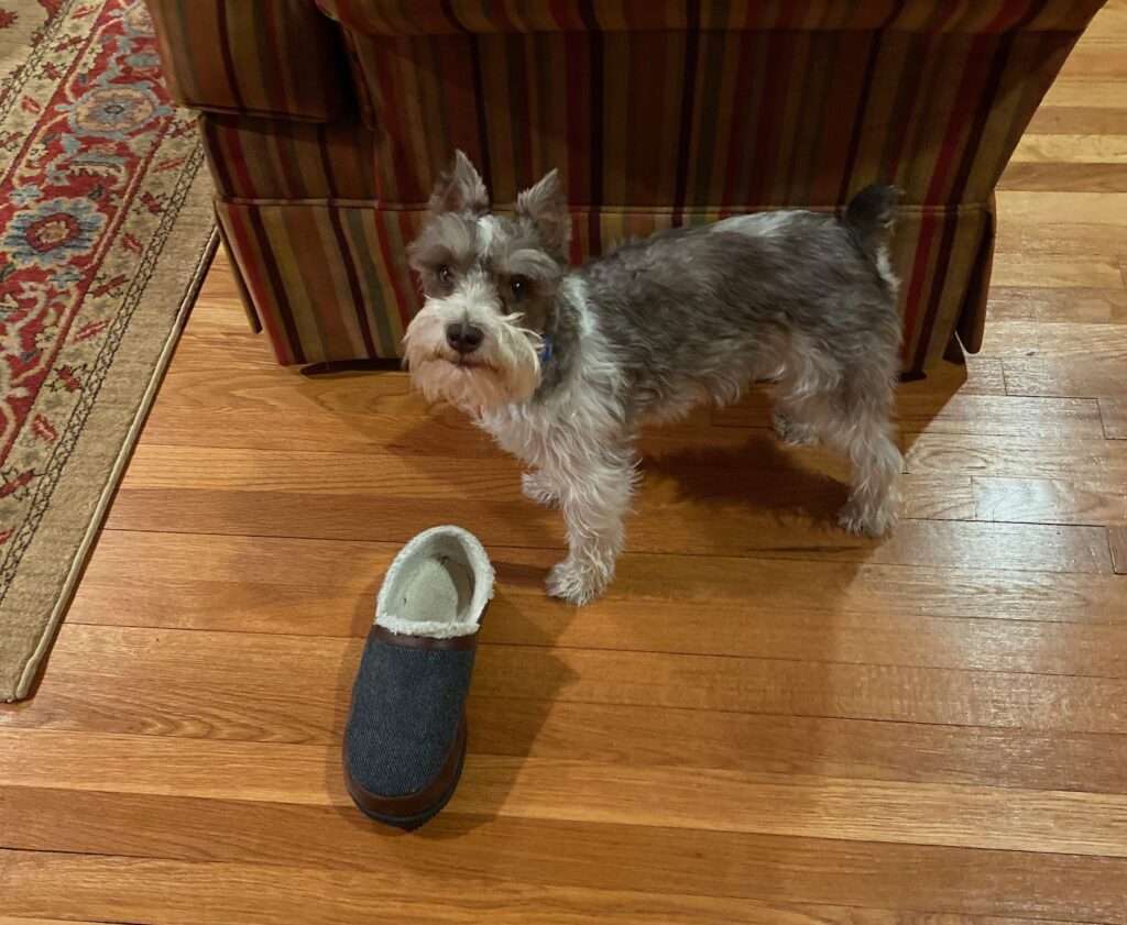 Dog drops slipper by chair
