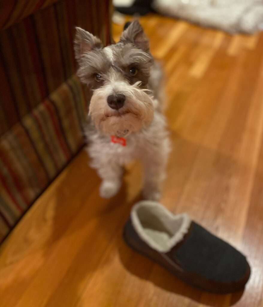 Puppy with slipper
