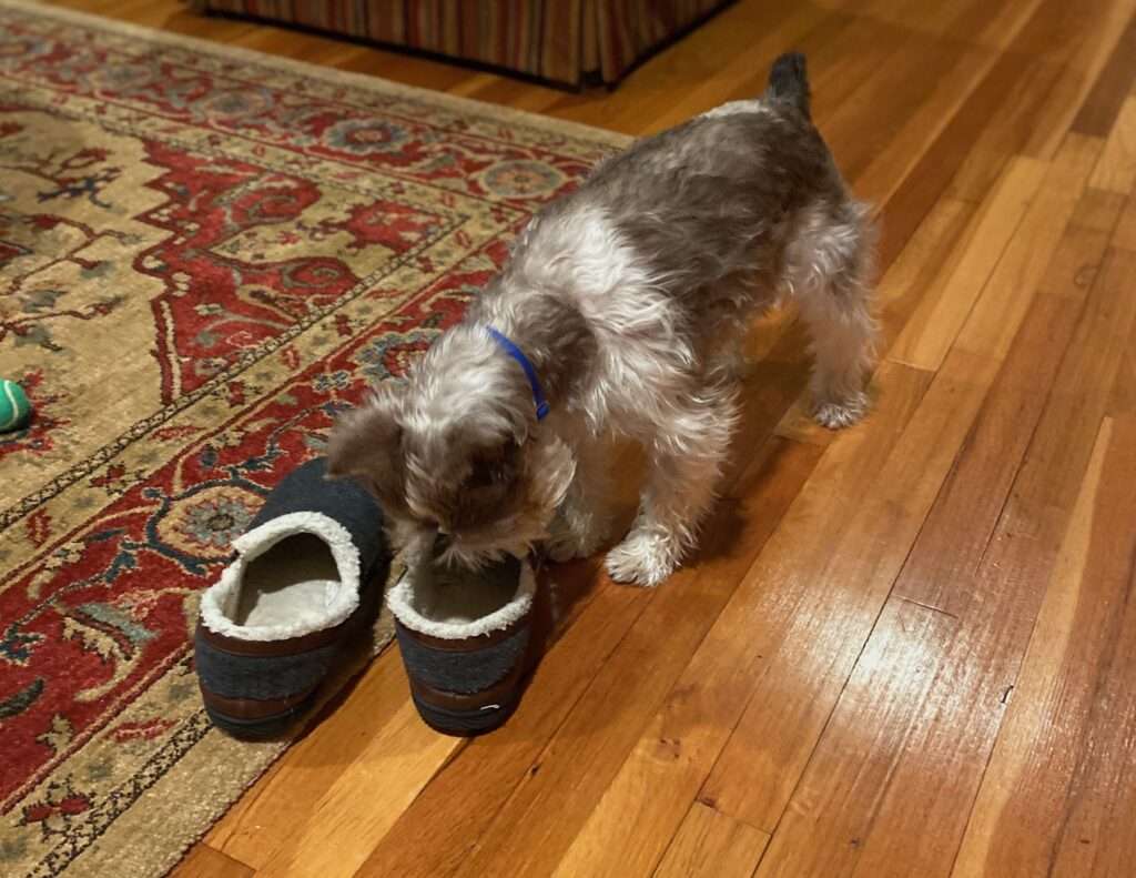 Puppy with head in slipper