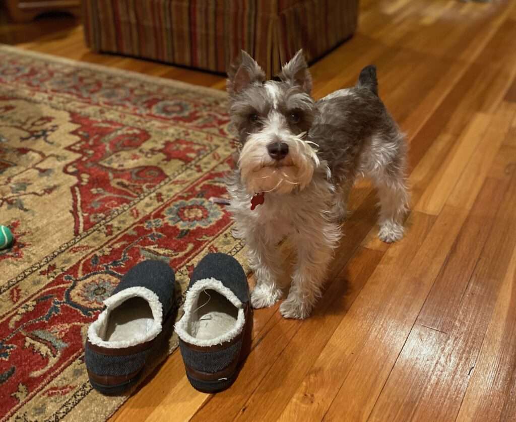 Dog with two slippers