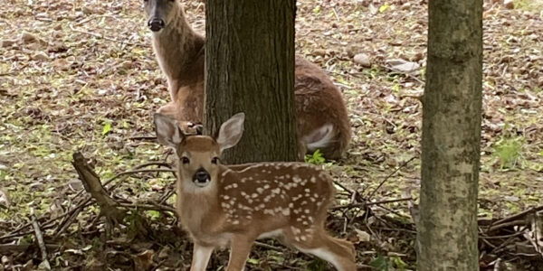 Oh, deer. We fawn over our new houseguests